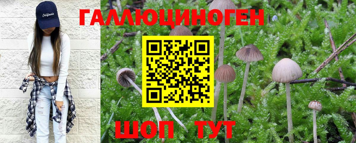 Галлюциногенные грибы Psilocybine cubensis Челябинск